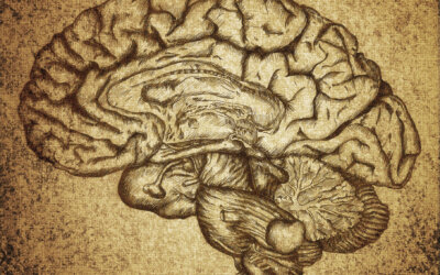 Connaissez vous les pouvoirs de votre cerveau ❓
