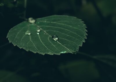 Accompagnement expert