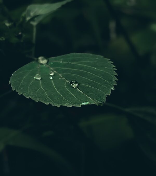 Accompagnement expert