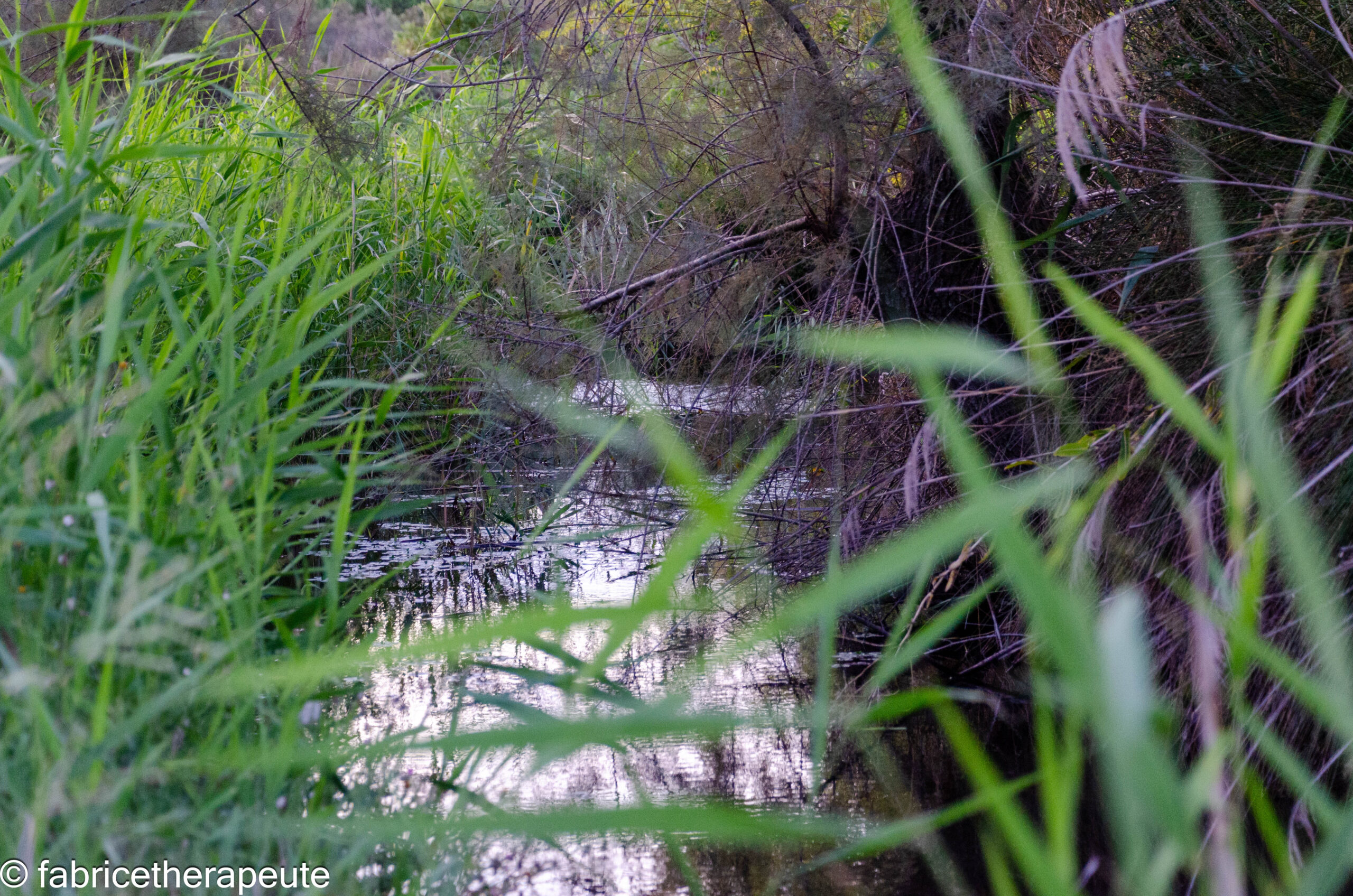 Services et tarifs Fabrice Nicolot thérapeute à Puidoux