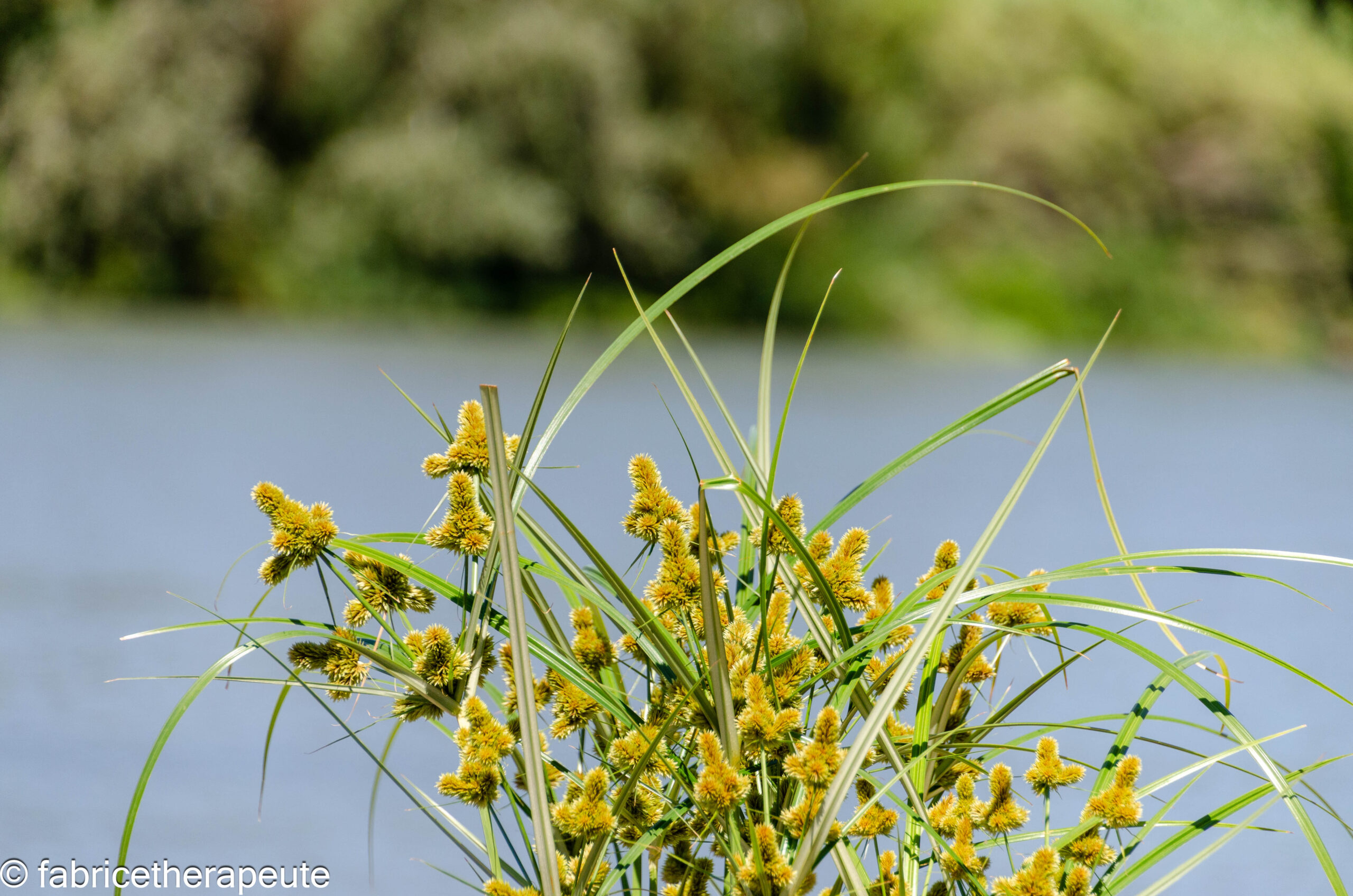 Sophrologie en nature avec Fabrice Nicolot